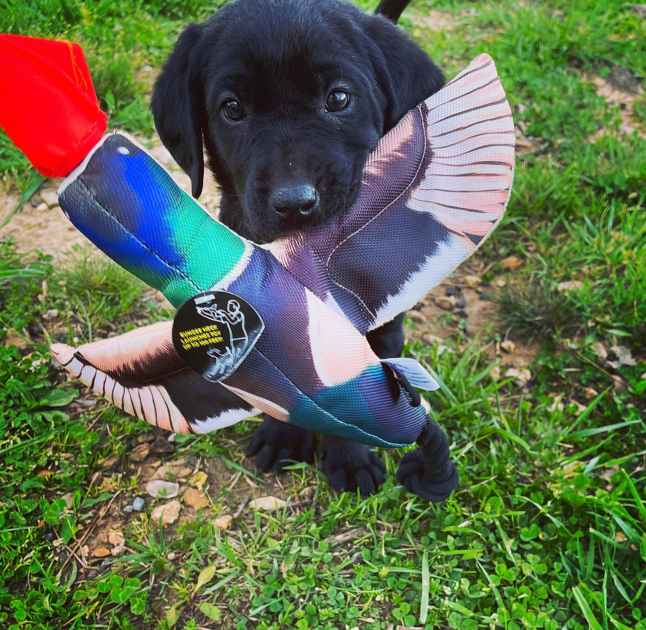 Hoss is registered to the contest to win money with this photo: carnivore, collar, companion_dog, dog, dog_breed, dog_collar, dog_supply, electric_blue, grass, guard_dog, gun_dog, lawn, personal_protective_equipment, plant, recreation, snout, sporting_group, tail, working_animal, working_dog