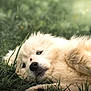 animal, canine, chow, cockerspaniel, collie, dog, eskimodog, goldenretriever, grass, husky, lawn, person, pet, plant, poodle, puppy, sleeping, terrier, whitedog, wolf