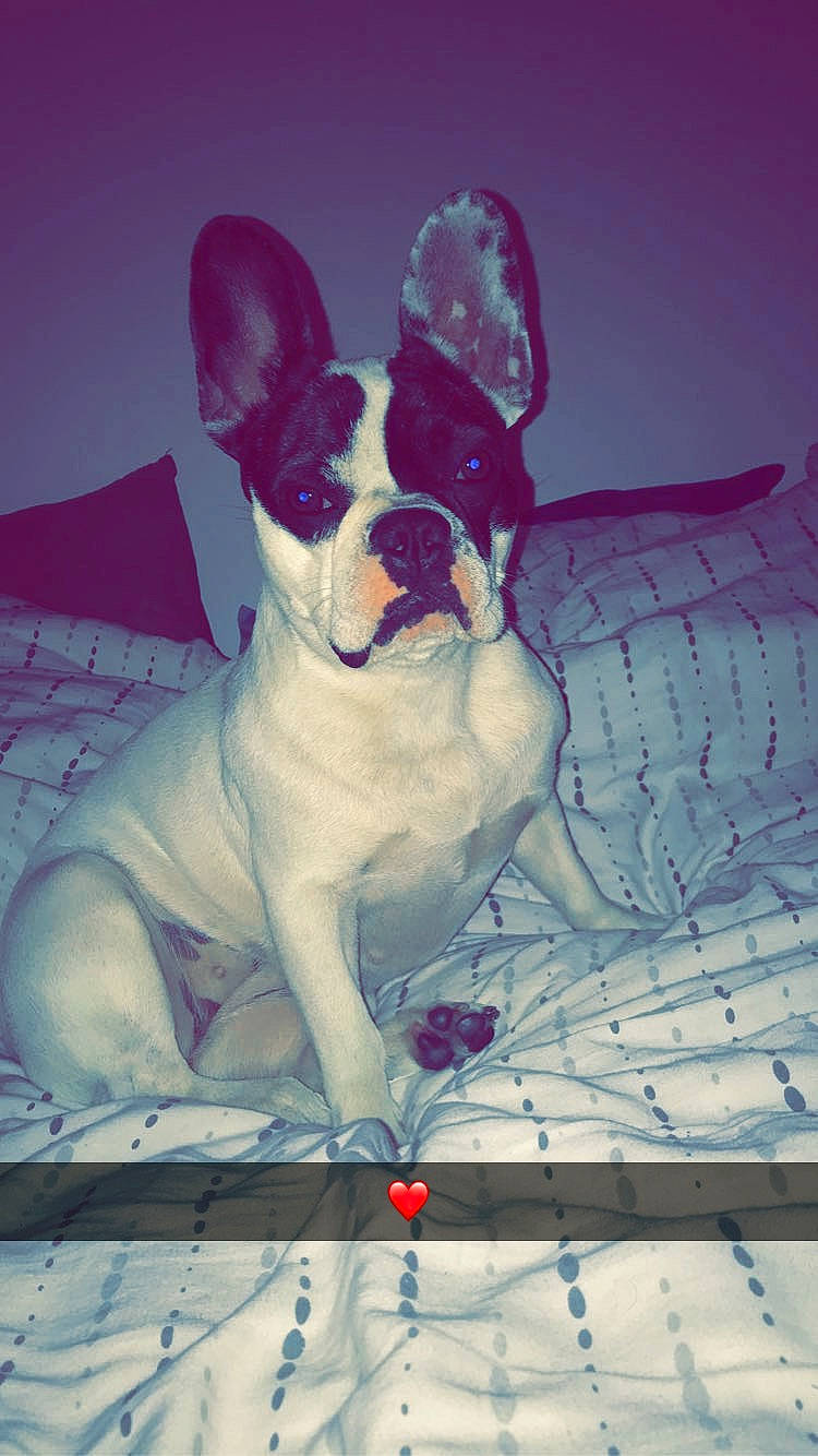 Prada participe au concours pour gagner de l'argent avec cette photo : boston_terrier, canidae, carnivore, companion_dog, dog, dog_breed, fawn, french_bulldog, mammal, non_sporting_group, snout, toy_bulldog, vertebrate