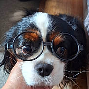 Noé participe au concours pour gagner de l'argent avec cette photo : dog, glasses, close_up, pet, cute, face, eyes, black, white, brown, fur, hand, indoor, portrait, animal, whiskers, nose, expression, round_glasses, cavalier_king_charles_spaniel