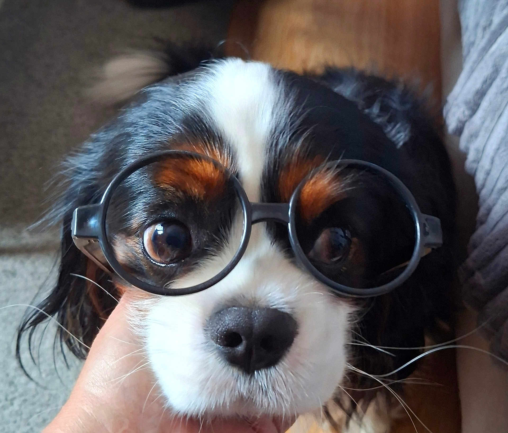 Noé participe au concours pour gagner de l'argent avec cette photo : dog, glasses, close_up, pet, cute, face, eyes, black, white, brown, fur, hand, indoor, portrait, animal, whiskers, nose, expression, round_glasses, cavalier_king_charles_spaniel