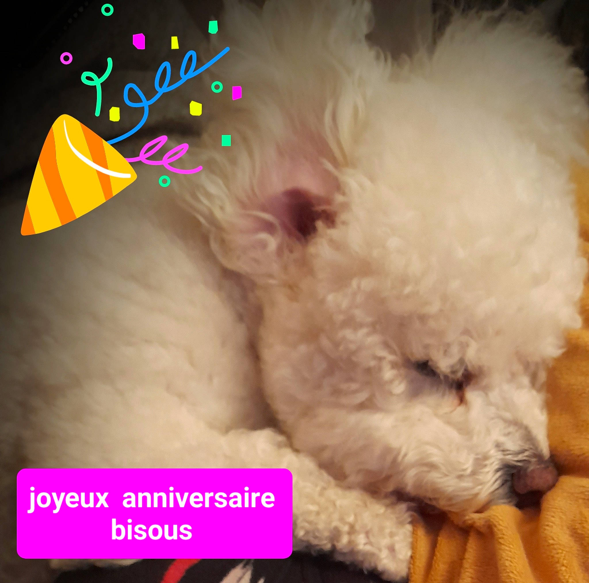 Jeffrey De La Felhotte participe au concours pour gagner de l'argent avec cette photo : canidae, carnivore, companion_dog, dog, dog_breed, dog_supply, event, fashion_accessory, font, fur, magenta, paw, photo_caption, poodle, snout, stuffed_toy, toy, toy_dog, water_dog, working_animal