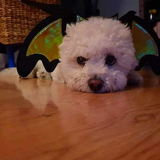 Jeffrey De La Felhotte .