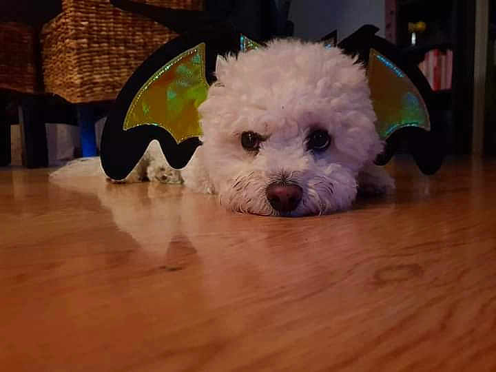 Jeffrey De La Felhotte .