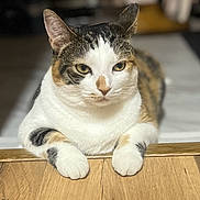 Peaches joined the competition — help win amazing prizes! animal, calico, cat, closeup, cute, domestic, ears, eyes, face, feline, fur, home, indoor, paws, pet, portrait, relaxed, resting, whiskers, wooden_floor