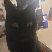 Midnight is registered to the contest to win money with this photo: animal, black_cat, blurred_background, cat, close_up, cozy, curious, domestic_animal, ears, feline, furniture, home, indoor, living_room, mammal, pet, portrait, soft_lighting, whiskers, yellow_eyes