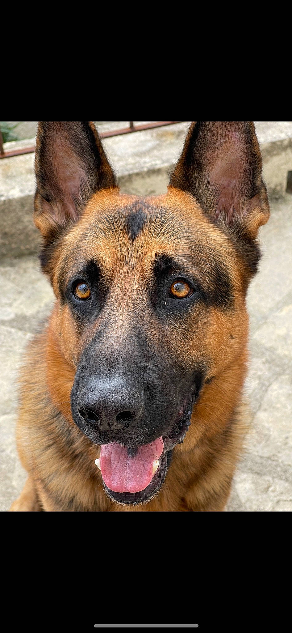 Mabrouk a rejoint le concours — aidez-le/la à gagner de superbes lots ! canidae, carnivore, companion_dog, dog, dog_breed, ear, east_european_shepherd, eye, fawn, fur, german_shepherd_dog, head, herding_dog, old_german_shepherd_dog, plant, snout, sporting_group, whiskers, window, working_dog