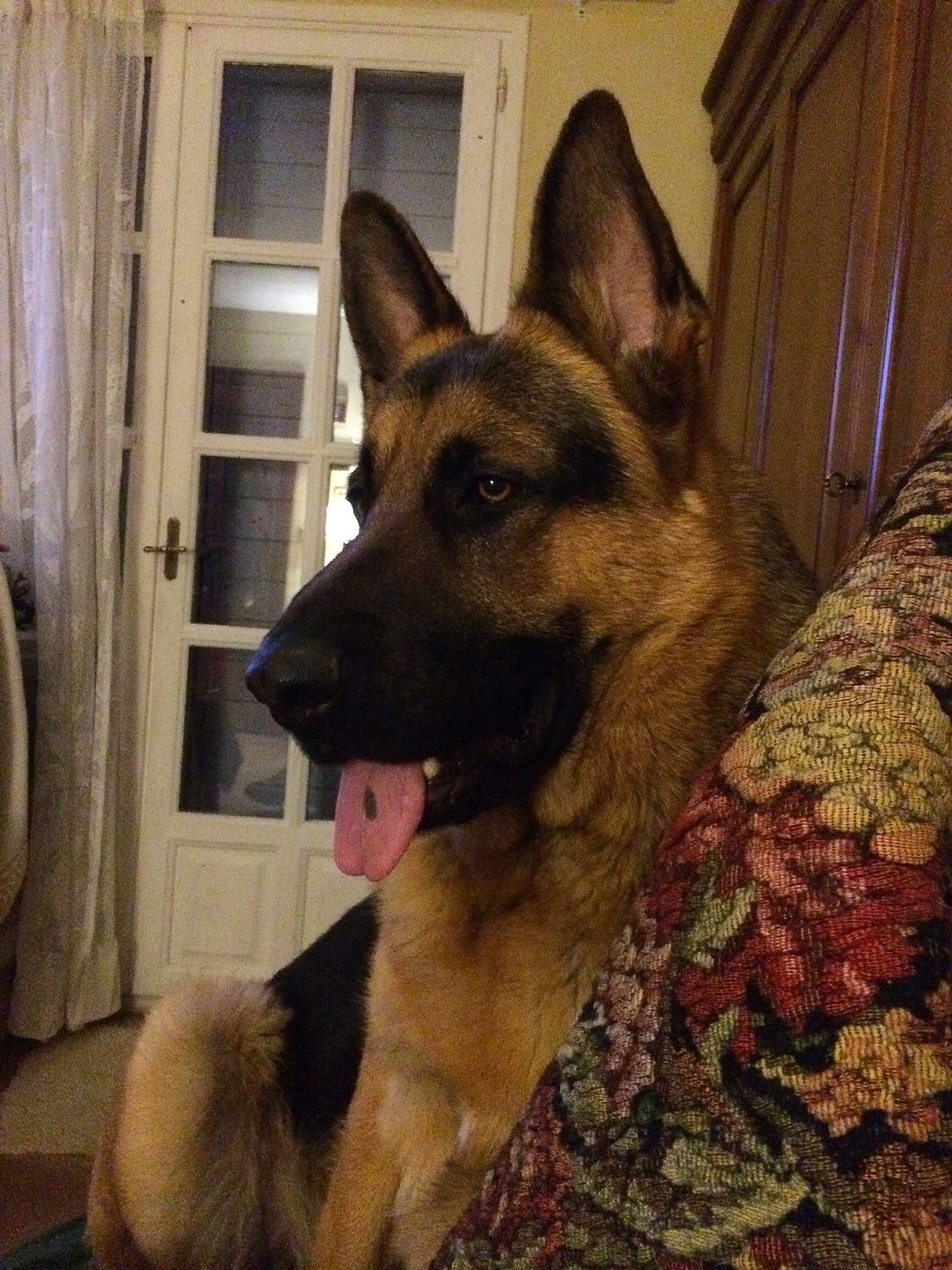 Mabrouk a rejoint le concours — aidez-le/la à gagner de superbes lots ! brown, canis, carnivore, companion_dog, curtain, dog, dog_breed, door, east_european_shepherd, fawn, flooring, german_shepherd_dog, herding_dog, king_shepherd, old_german_shepherd_dog, snout, sporting_group, window, wood, working_animal