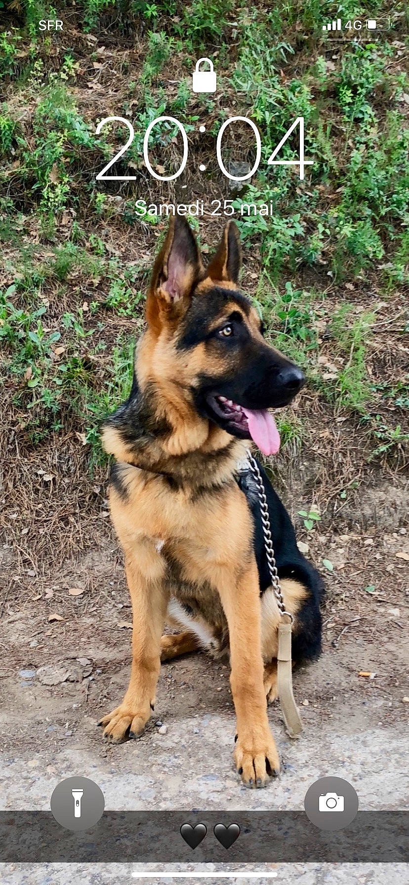 Mabrouk a rejoint le concours — aidez-le/la à gagner de superbes lots ! bohemian_shepherd, canidae, carnivore, companion_dog, dog, dog_breed, dog_supply, east_european_shepherd, fawn, german_shepherd_dog, grass, herding_dog, king_shepherd, old_german_shepherd_dog, plant, snout, sporting_group, terrestrial_animal, working_animal, working_dog