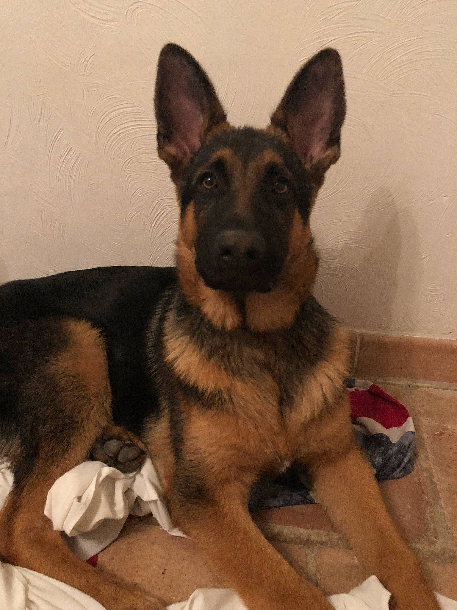 Mabrouk participe au concours pour gagner de l'argent avec cette photo : carnivore, comfort, companion_dog, dog, dog_breed, ear, east_european_shepherd, fawn, fur, german_shepherd_dog, guard_dog, herding_dog, king_shepherd, old_german_shepherd_dog, snout, sporting_group, terrestrial_animal, whiskers, working_animal, working_dog