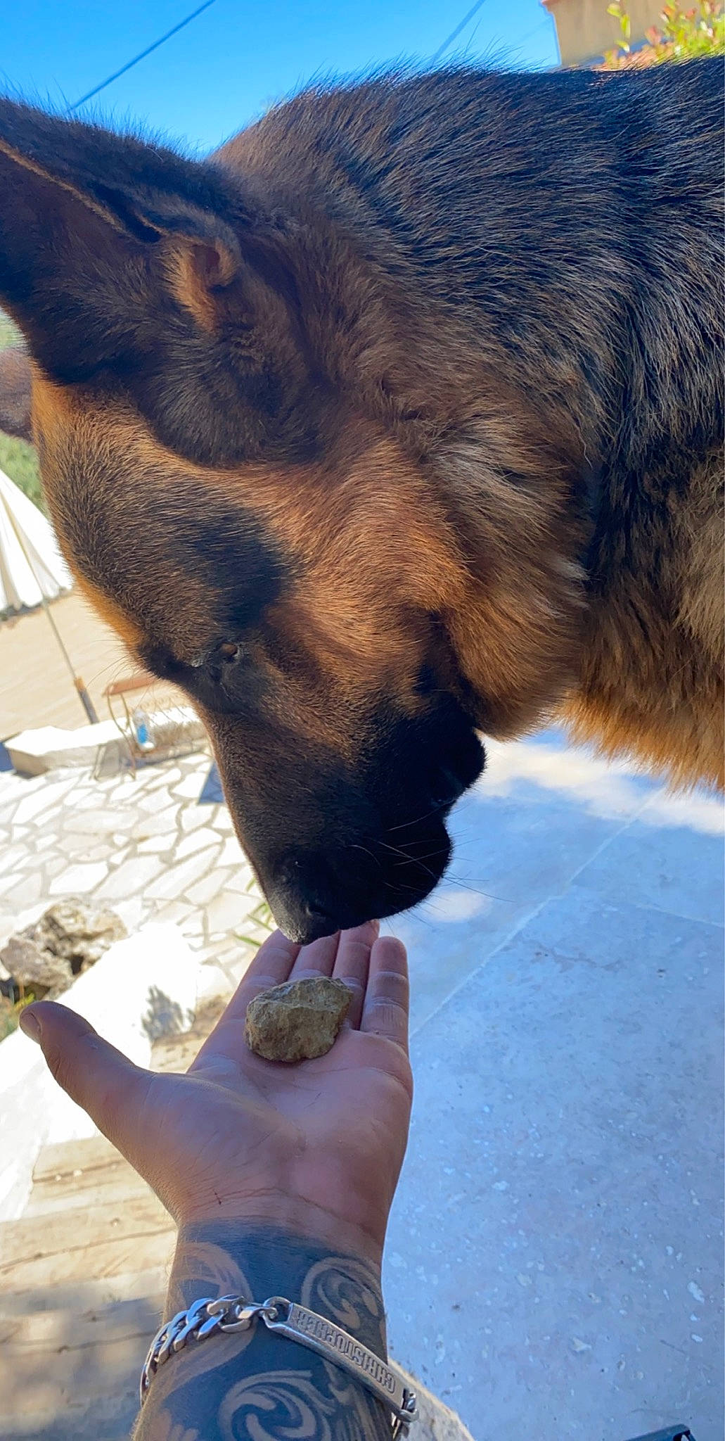 Mabrouk a rejoint le concours — aidez-le/la à gagner de superbes lots ! barefoot, canidae, carnivore, claw, dog, dog_breed, fawn, foot, gesture, human_leg, liver, mammal, nail, snout, sporting_group, tail, terrestrial_animal, vertebrate, whiskers, working_animal