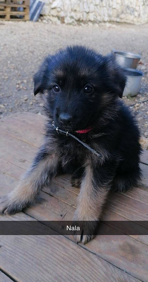 Nala a rejoint le concours — aidez-le/la à gagner de superbes lots ! ancient_dog_breeds, borador, canidae, carnivore, companion_dog, dog, dog_breed, dog_collar, fur, non_sporting_group, snout, sporting_group, whiskers, working_animal, working_dog