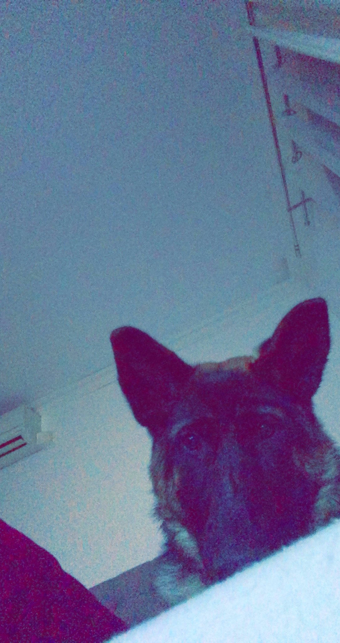 Nala a rejoint le concours — aidez-le/la à gagner de superbes lots ! art, canidae, carmine, carnivore, dog, dog_breed, electric_blue, fawn, felidae, fur, magenta, sky, small_to_medium_sized_cats, snout, sporting_group, tail, terrestrial_animal, tints_and_shades, whiskers, working_animal