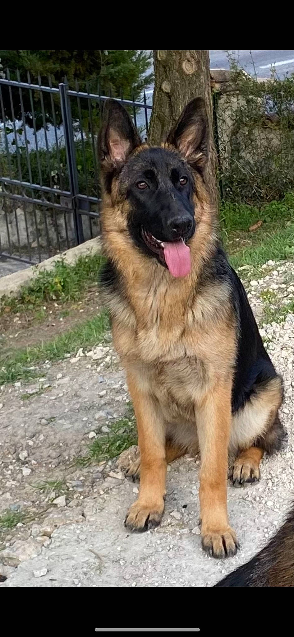 Nala participe au concours pour gagner de l'argent avec cette photo : canidae, carnivore, collar, companion_dog, dog, dog_breed, east_european_shepherd, fawn, fence, german_shepherd_dog, herding_dog, home_fencing, king_shepherd, old_german_shepherd_dog, plant, snout, sporting_group, terrestrial_animal, wire_fencing, working_dog