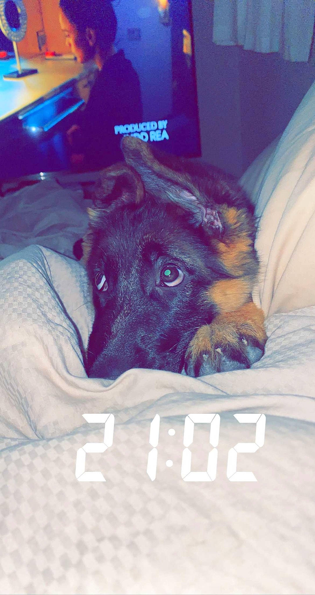 Nala participe au concours pour gagner de l'argent avec cette photo : bed, canidae, carnivore, comfort, companion_dog, dog, dog_breed, electric_blue, event, fawn, fur, guard_dog, linens, liver, room, snout, sporting_group, terrestrial_animal, whiskers, working_animal