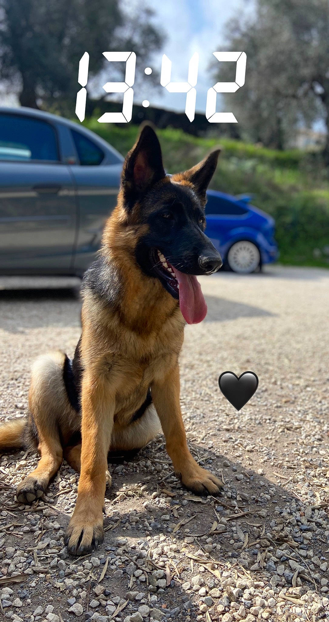 Nala participe au concours pour gagner de l'argent avec cette photo : car, carnivore, companion_dog, dog, dog_breed, dog_supply, east_european_shepherd, german_shepherd_dog, herding_dog, king_shepherd, old_german_shepherd_dog, plant, road_surface, snout, sporting_group, tire, vehicle, wheel, window, working_animal