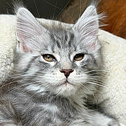 Addison a rejoint le concours — aidez-le/la à gagner de superbes lots ! cat, kitten, gray_fur, white_fur, fluffy, whiskers, ears, close_up, pet, sleepy, relaxed, indoors, soft_texture, animal, cute, feline, portrait, resting, young, cozy