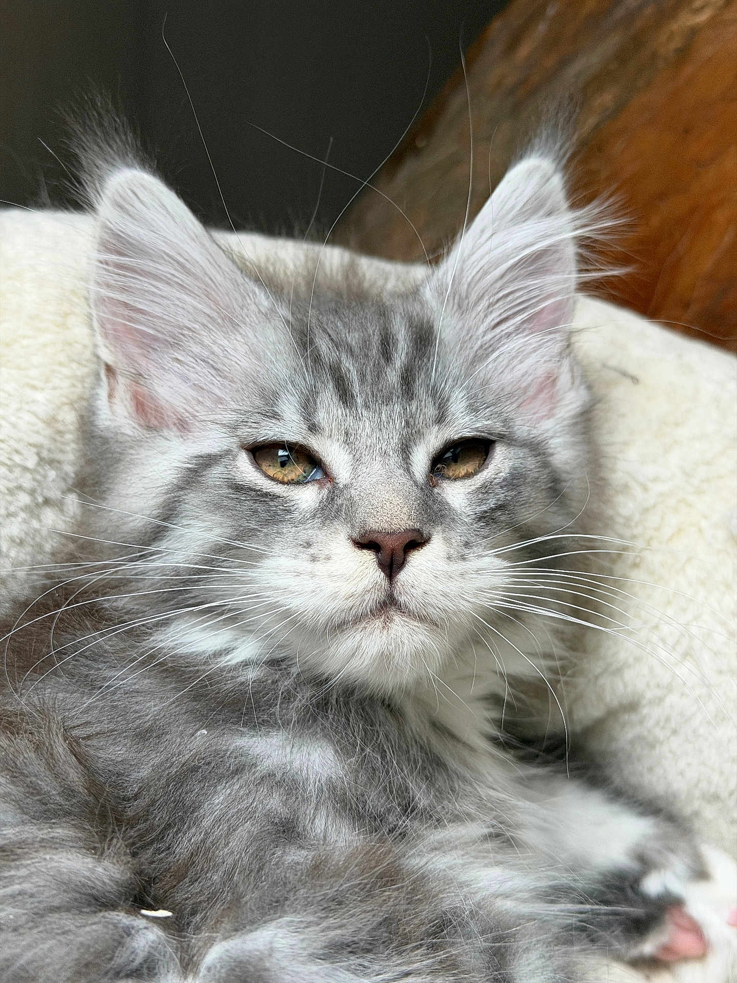 Addison a rejoint le concours — aidez-le/la à gagner de superbes lots ! cat, kitten, gray_fur, white_fur, fluffy, whiskers, ears, close_up, pet, sleepy, relaxed, indoors, soft_texture, animal, cute, feline, portrait, resting, young, cozy