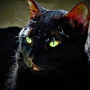 Nyx participe au concours pour gagner de l'argent avec cette photo : black_cat, cat, close_up, yellow_eyes, whiskers, ear, feline, pet, animal, portrait, domestic_cat, mammal, indoor, fur, face, eye, looking_away, shadow, detail, cute