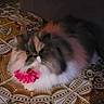 Bella a rejoint le concours — aidez-le/la à gagner de superbes lots ! cat, fluffy, flower_collar, pet, indoor, tile_floor, patterned_floor, curious, animal, feline, cute, domestic_cat, long_hair, sitting, brown, white, pink, decorative, portrait, closeup