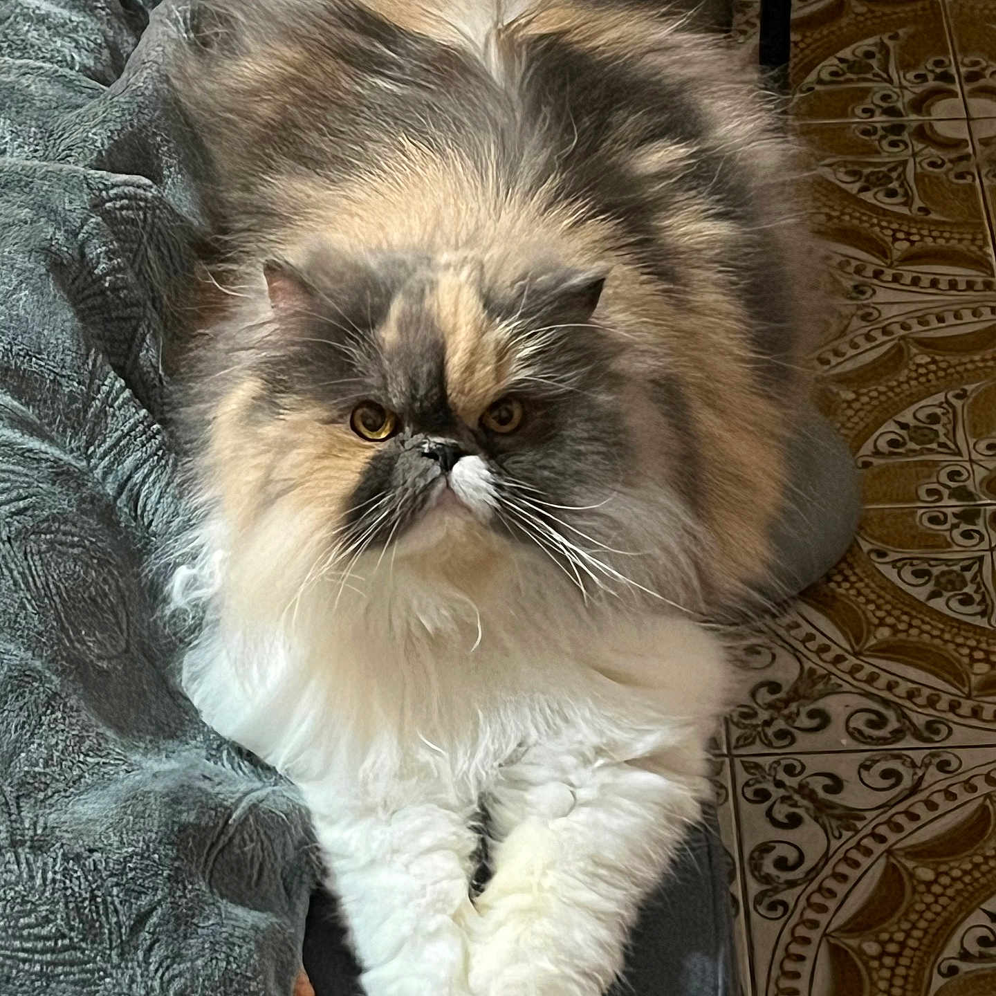 Bella participe au concours pour gagner de l'argent avec cette photo : cat, persian_cat, fluffy, long_hair, pet, animal, indoor, resting, blanket, feline, fur, cute, whiskers, face, eyes, paws, floor, patterned_tile, cozy, domestic