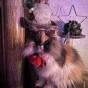 Bella a rejoint le concours — aidez-le/la à gagner de superbes lots ! cat, fluffy, flower, pink_flower, cat_tree, gnome, christmas_tree, star_ornament, decorations, fur, pet, indoor, cozy, cute, animal, portrait, feline, soft_lighting, home_decor, holiday