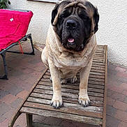 Jekyll a rejoint le concours — aidez-le/la à gagner de superbes lots ! bullmastiff, carnivoran, dog, dog_breed, dog_breed_group, dog_like_mammal, english_mastiff, guard_dog, mammal, ori_pei, pug, snout