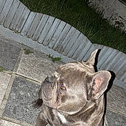 Uky participe au concours pour gagner de l'argent avec cette photo : dog, french_bulldog, pet, animal, outdoor, night, grass, fence, stone_patio, ears, brown, sitting, canine, side_view, alert, domestic_animal, paw, short_hair, companion, cute