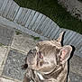 dog, french_bulldog, pet, animal, outdoor, night, grass, fence, stone_patio, ears, brown, sitting, canine, side_view, alert, domestic_animal, paw, short_hair, companion, cute