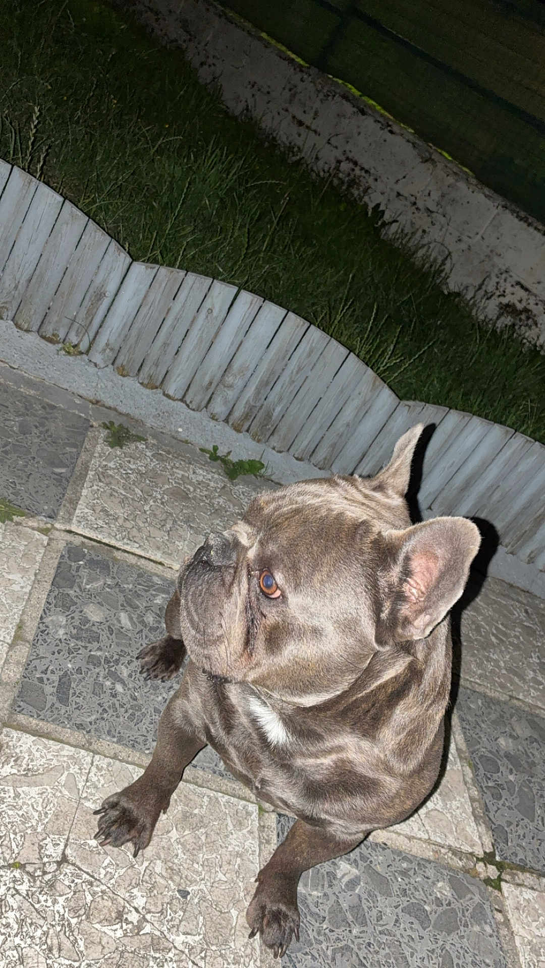 Uky participe au concours pour gagner de l'argent avec cette photo : dog, french_bulldog, pet, animal, outdoor, night, grass, fence, stone_patio, ears, brown, sitting, canine, side_view, alert, domestic_animal, paw, short_hair, companion, cute