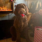 Noodle is registered to the contest to win money with this photo: dog, ball, indoor, carpet, fireplace, holiday_decor, lamp, furniture, pet, toy, living_room, cozy, brown, canine, decorations, carpeted_floor, relaxation, domestic, home, christmas