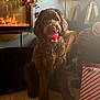 dog, ball, indoor, carpet, fireplace, holiday_decor, lamp, furniture, pet, toy, living_room, cozy, brown, canine, decorations, carpeted_floor, relaxation, domestic, home, christmas