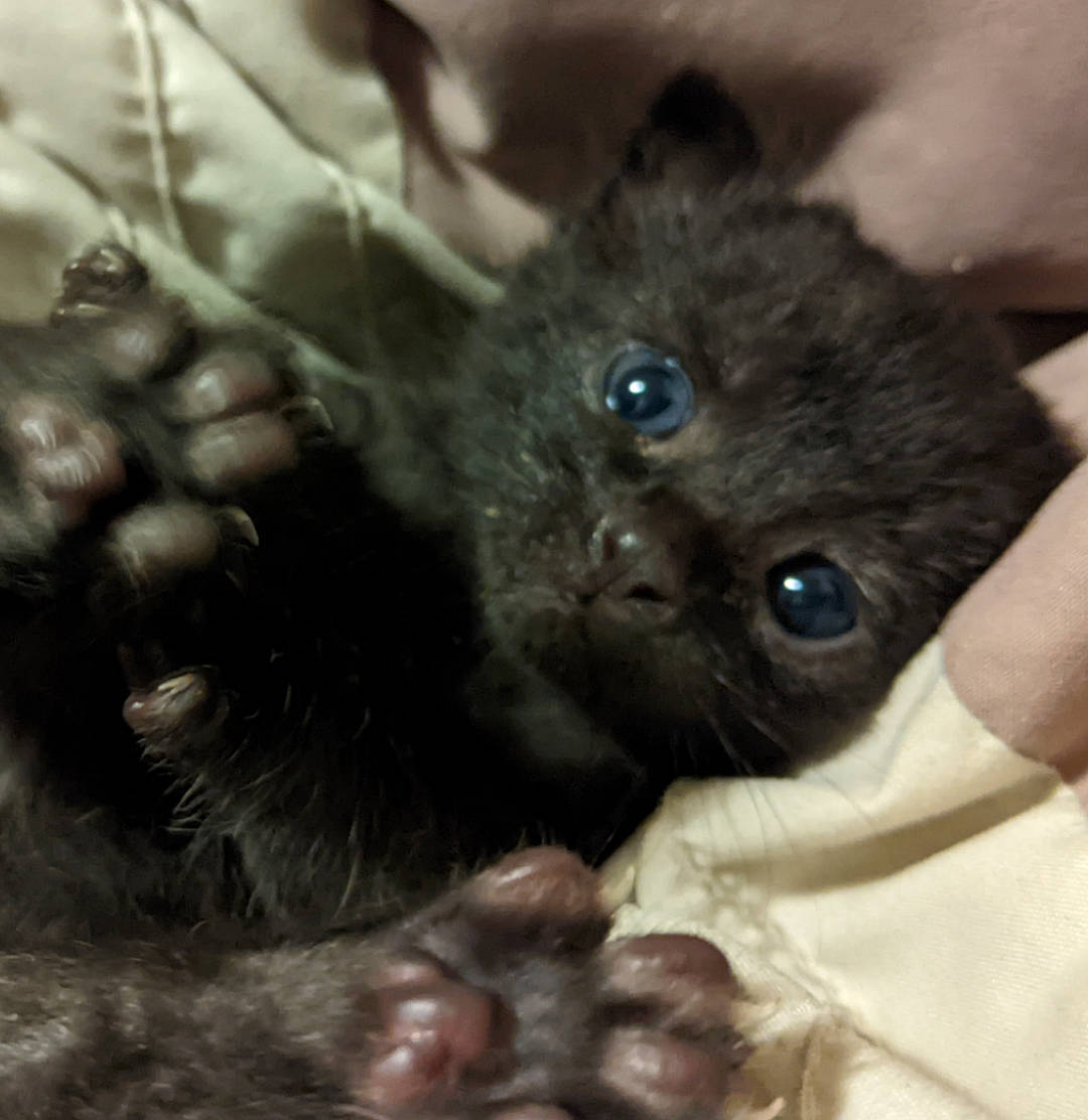 Beastie is registered to the contest to win money with this photo: black_cat, carnivore, cat, cat_supply, claw, comfort, dog_breed, domestic_short_haired_cat, fawn, felidae, fur, paw, plant, small_to_medium_sized_cats, terrestrial_animal, whiskers, working_animal