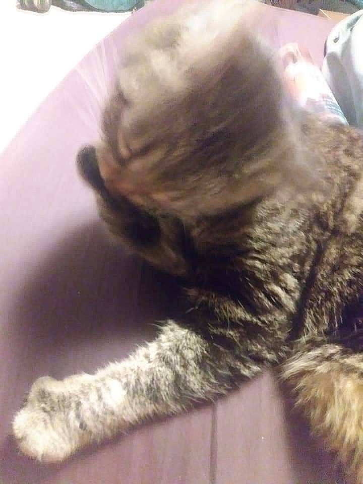 Sundae Bun Bun joined the competition — help win amazing prizes! carnivore, cat, fawn, felidae, paw, small_to_medium_sized_cats, tail