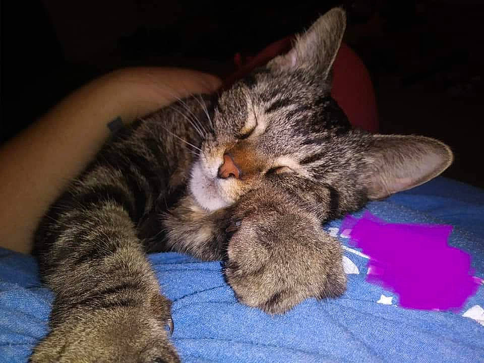 Sundae Bun Bun joined the competition — help win amazing prizes! asian, california_spangled, carnivore, cat, claw, domestic_short_haired_cat, dragon_li, european_shorthair, felidae, fur, kitten, mammal, nap, paw, pixie_bob, sleep, small_to_medium_sized_cats, snout, tabby_cat, whiskers