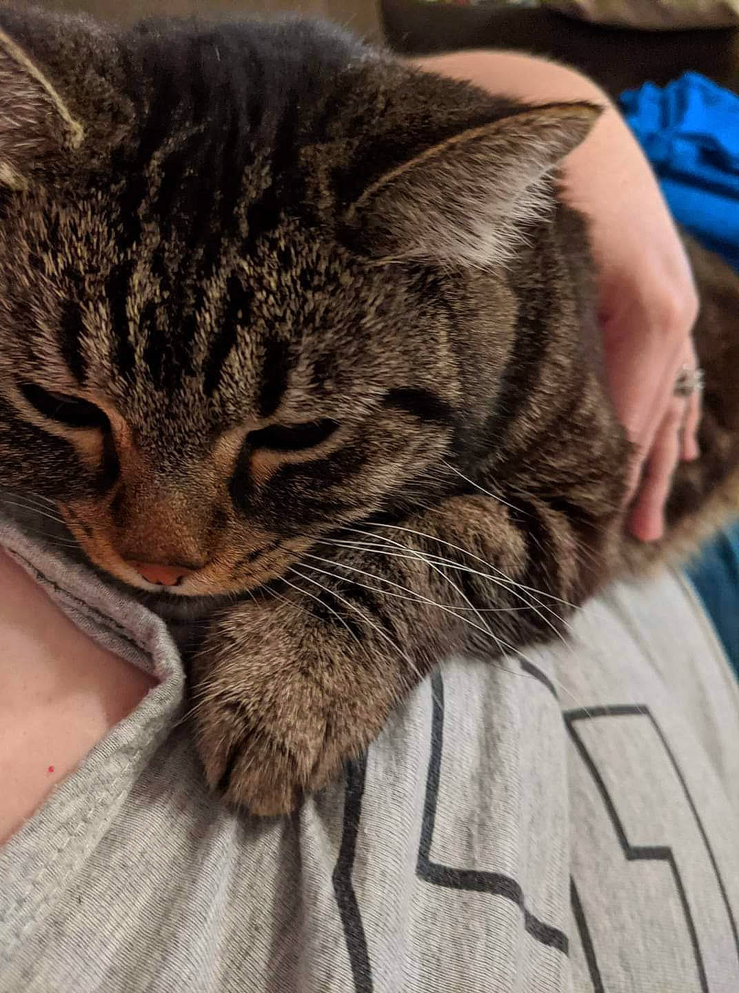 Sundae Bun Bun joined the competition — help win amazing prizes! american_shorthair, asian, california_spangled, carnivore, cat, domestic_short_haired_cat, dragon_li, ear, european_shorthair, eye, felidae, fur, hand, kitten, pixie_bob, sleep, small_to_medium_sized_cats, snout, tabby_cat, whiskers