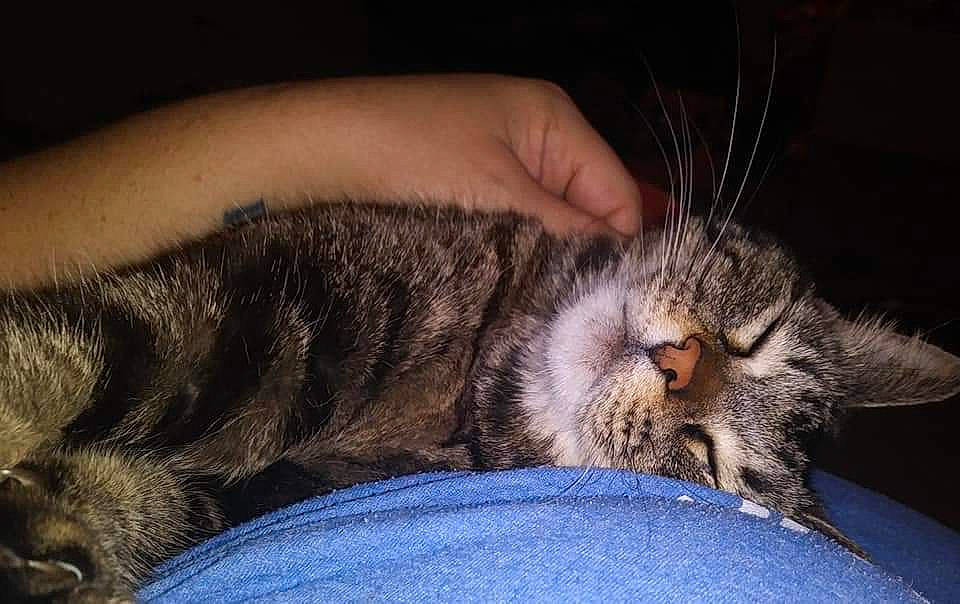 Sundae Bun Bun is registered to the contest to win money with this photo: american_shorthair, asian, california_spangled, carnivore, cat, claw, domestic_short_haired_cat, dragon_li, egyptian_mau, european_shorthair, felidae, fur, mammal, nap, pixie_bob, sleep, small_to_medium_sized_cats, snout, tabby_cat, whiskers