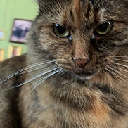 Pearl is registered to the contest to win money with this photo: cat, tabby, close_up, fur, whiskers, indoor, pet, animal, green_eyes, face, feline, domestic_cat, portrait, looking_away, serious, cute, fluffy, mammal, house