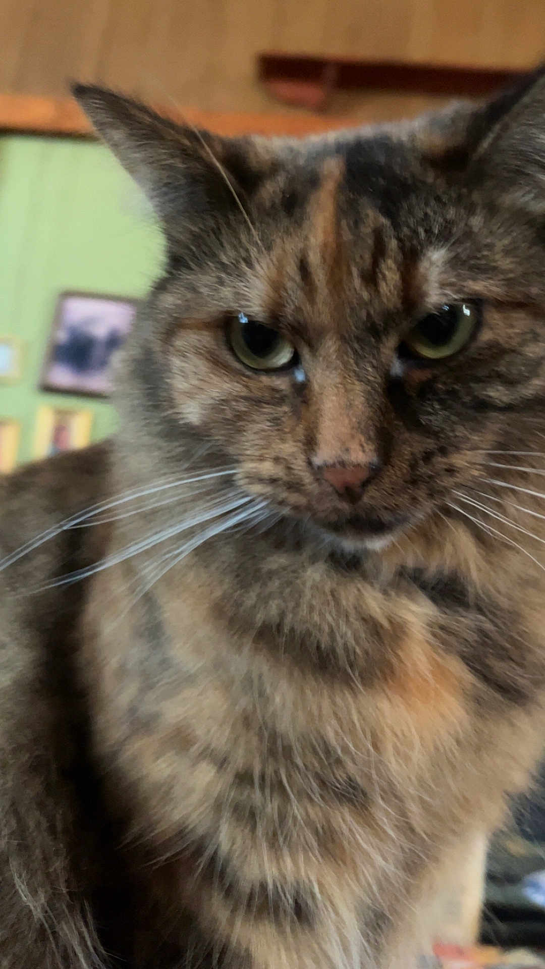 Pearl is registered to the contest to win money with this photo: cat, tabby, close_up, fur, whiskers, indoor, pet, animal, green_eyes, face, feline, domestic_cat, portrait, looking_away, serious, cute, fluffy, mammal, house