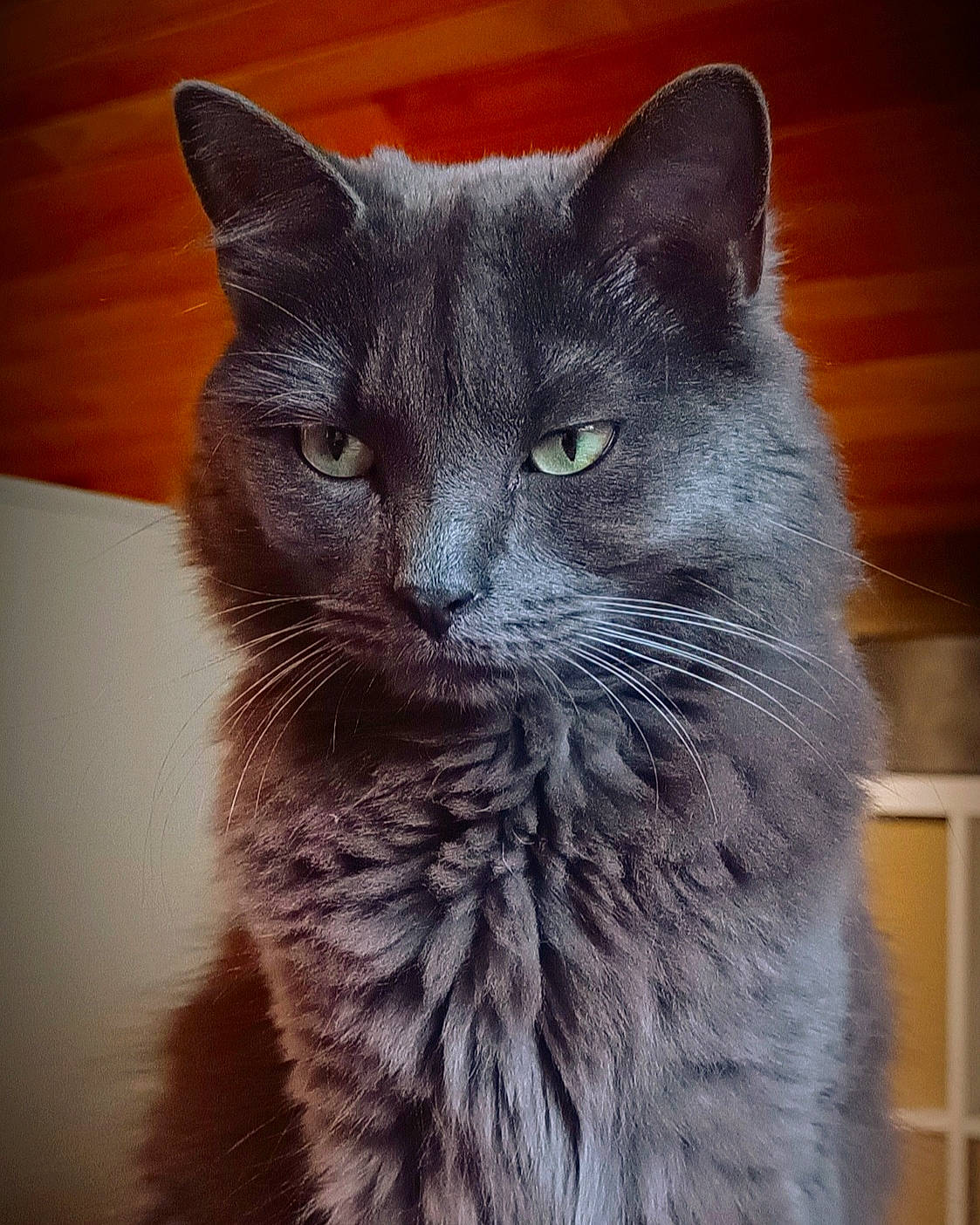 Guimauve a rejoint le concours — aidez-le/la à gagner de superbes lots ! carnivore, cat, domestic_short_haired_cat, electric_blue, felidae, fur, grey, russian_blue, small_to_medium_sized_cats, snout, terrestrial_animal, whiskers