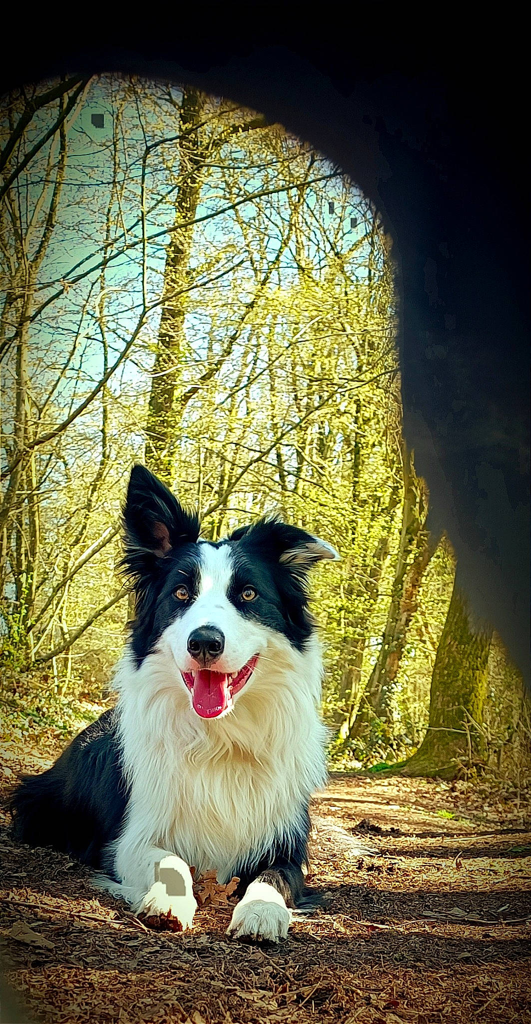 Spouk a rejoint le concours — aidez-le/la à gagner de superbes lots ! border_collie, canidae, carnivore, companion_dog, dog, dog_breed, dog_collar, flash_photography, forest, fur, grass, herding_dog, plant, scotch_collie, sky, tints_and_shades, tree, whiskers, wood, working_dog