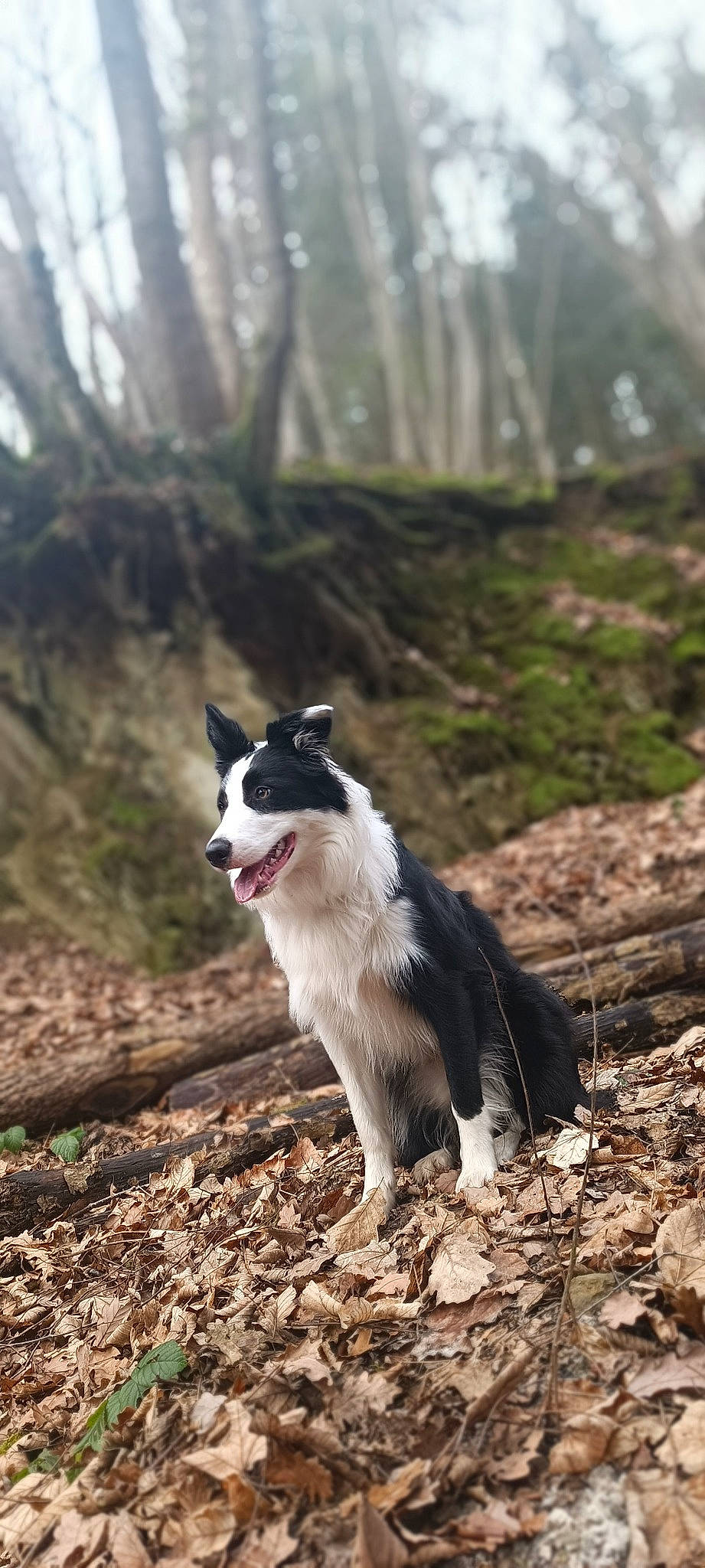 Spouk participe au concours pour gagner de l'argent avec cette photo : canidae, carnivore, companion_dog, dog, dog_breed, felidae, grass, herding_dog, palm_tree, plant, soil, sporting_group, tail, terrestrial_animal, tree, wildlife, working_dog