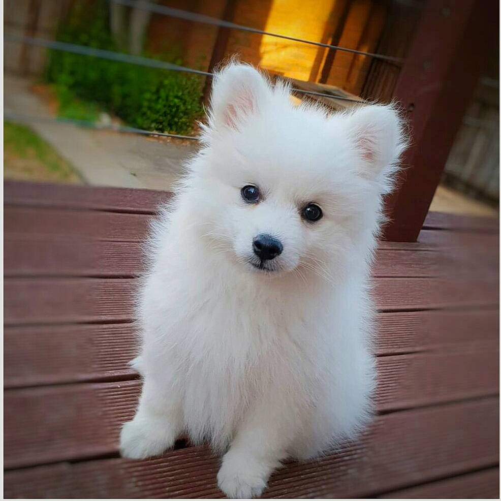 Coconut is registered to the contest to win money with this photo: american_eskimo_dog, canidae, carnivore, companion_dog, dog, dog_breed, german_spitz, german_spitz_klein, german_spitz_mittel, indian_spitz, japanese_spitz, mammal, non_sporting_group, pomeranian, puppy, rare_breed_dog, samoyed, spitz, vertebrate, volpino_italiano