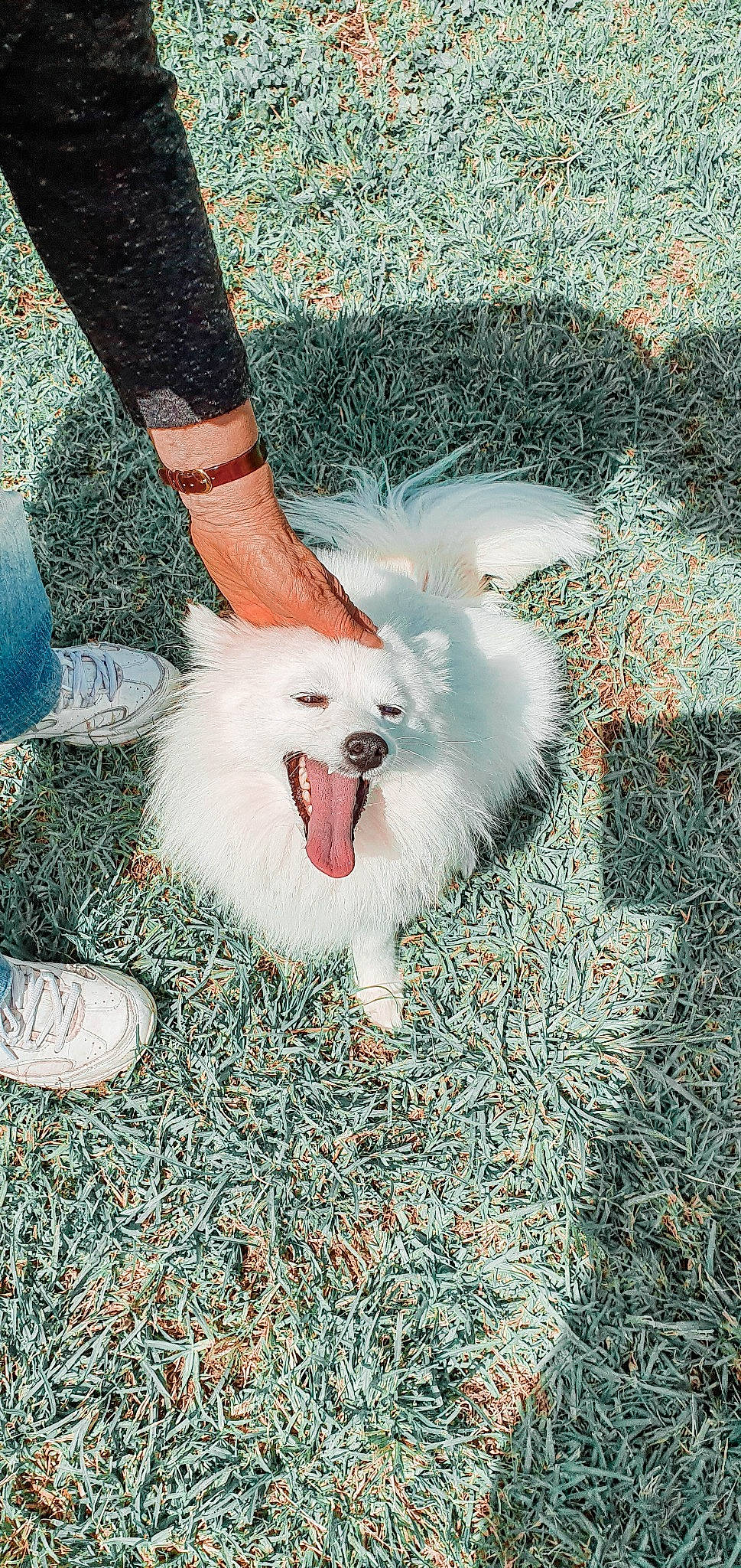 Coconut is registered to the contest to win money with this photo: american_eskimo_dog, canidae, carnivore, companion_dog, dog, dog_breed, german_spitz, japanese_spitz, mammal, non_sporting_group, pomeranian, samoyed, spitz, volpino_italiano