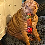 Marley a rejoint le concours — aidez-le/la à gagner de superbes lots ! dog, shar_pei, pet, animal, indoor, bed, fur, wrinkles, cigar_toy, brown, cute, sitting, funny, canine, household, carpet, relaxed, closeup, companion, domestic