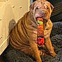 dog, shar_pei, pet, animal, indoor, bed, fur, wrinkles, cigar_toy, brown, cute, sitting, funny, canine, household, carpet, relaxed, closeup, companion, domestic