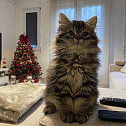 Aïko a rejoint le concours — aidez-le/la à gagner de superbes lots ! kitten, cat, tabby, fluffy, pet, indoor, living_room, christmas_tree, holiday_decorations, couch, blanket, remote_control, window, curtains, cozy, furniture, decor, cute, animal, domestic