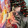 Aïko a rejoint le concours — aidez-le/la à gagner de superbes lots ! cat, fluffy, bow_tie, plaid, holiday, christmas_tree, ornaments, lights, decorations, indoor, curious, pet, feline, portrait, closeup, festive, cozy, warm_lighting, background, screen