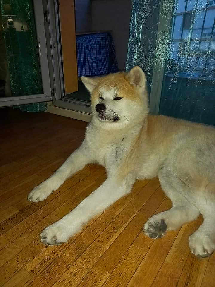 Hatchi