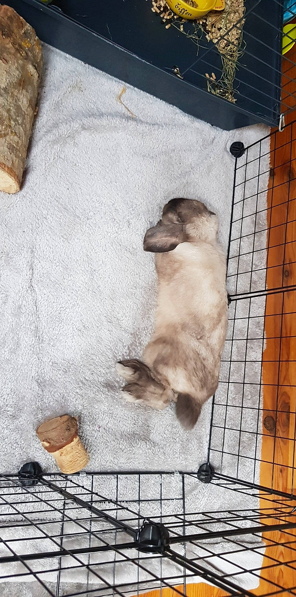 Pop'S a rejoint le concours — aidez-le/la à gagner de superbes lots ! canidae, carnivore, cat, fawn, felidae, kitten, puppy, small_to_medium_sized_cats